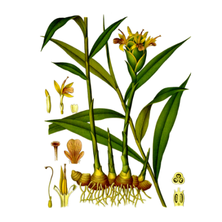 Zinziber Officinale